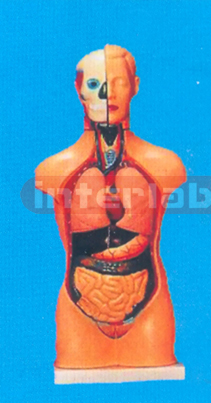 42 CM TALL FEMALE TORSO (14 PCS)